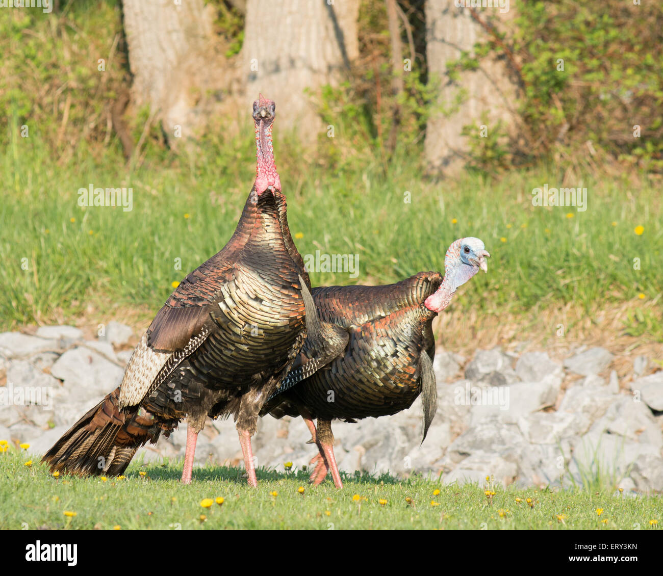 Wild Turkey apostaban por un compañero en la primavera la temporada de apareamiento. Foto de stock