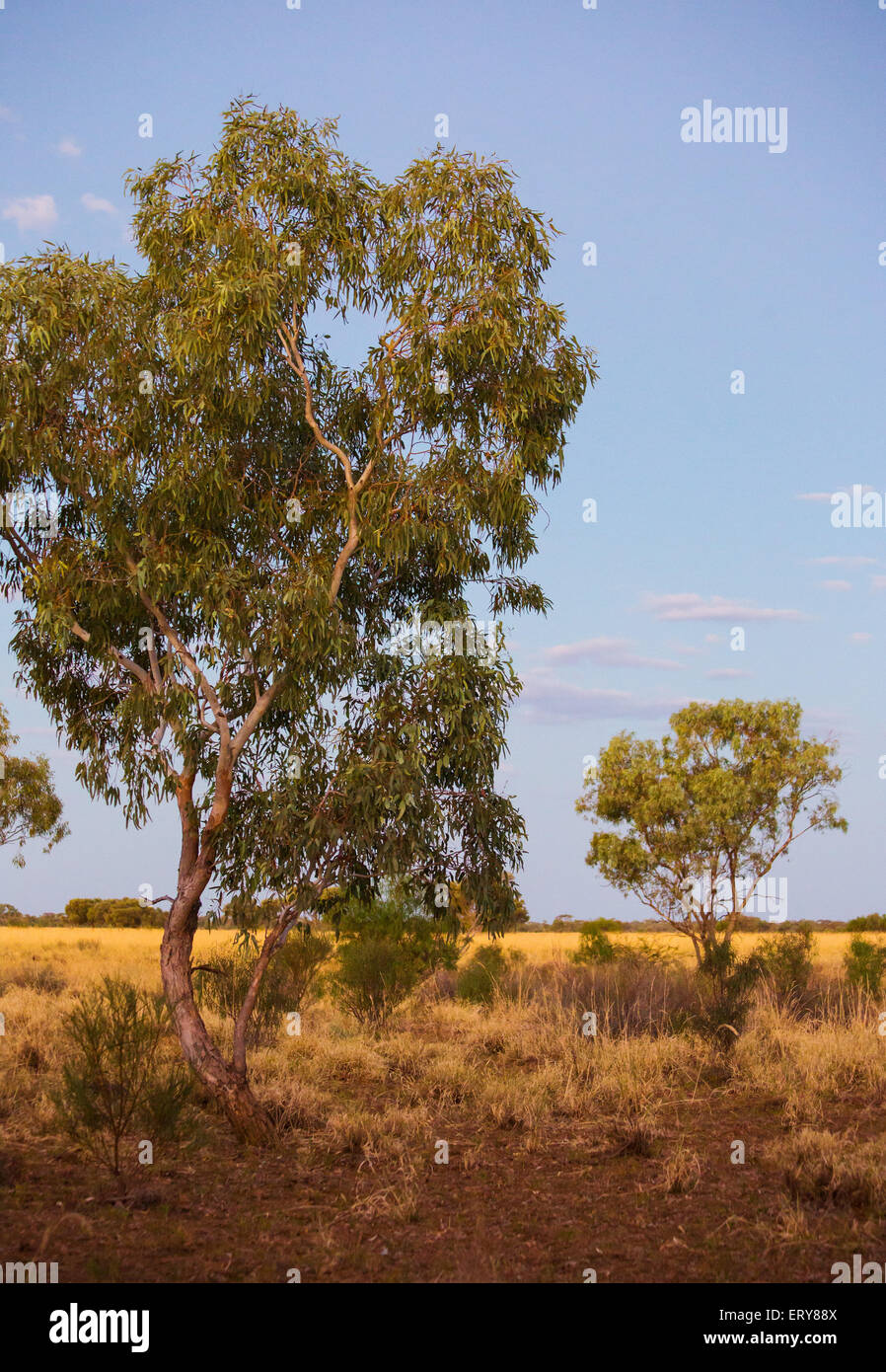 Árboles Eucayptus al atardecer en el Outback Australiano, cerca de Longreach, Queensland Foto de stock