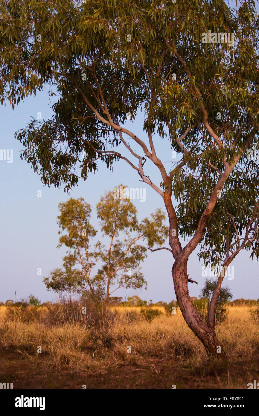 Árboles Eucayptus al atardecer en el Outback Australiano, cerca de Longreach, Queensland Foto de stock