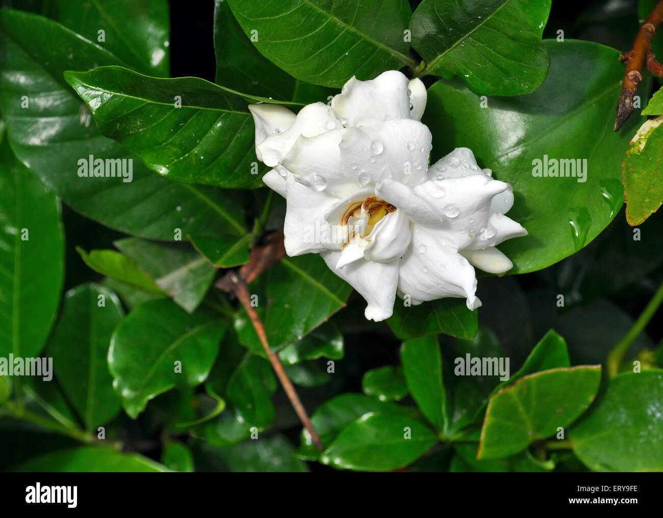 White jasmine flower after rain fotografías e imágenes de alta resolución -  Alamy