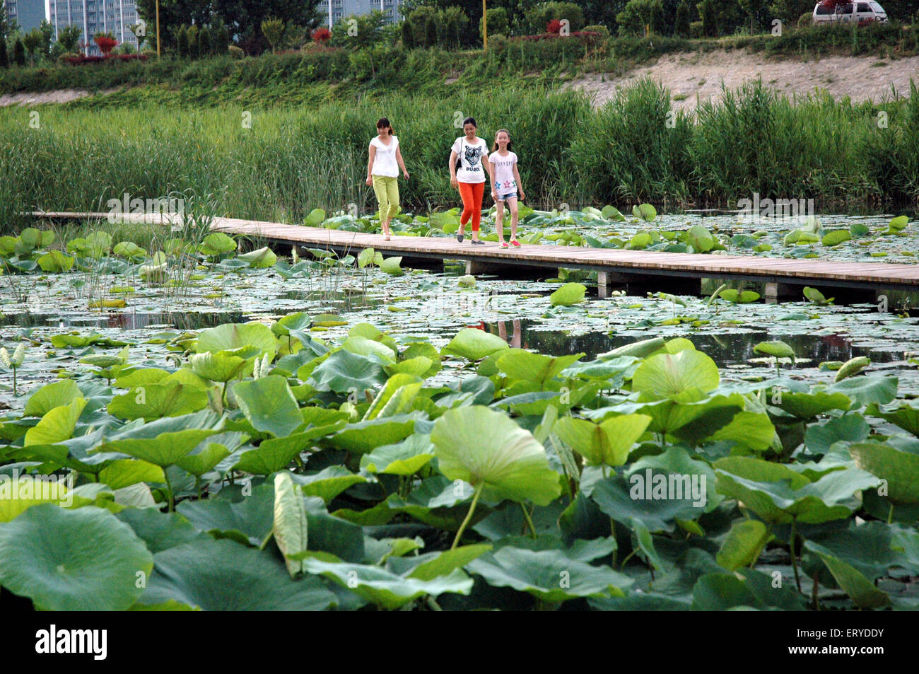 150610) -- BAOJI, 10 de junio de 2015 (Xinhua) -- la gente disfrutar del  tiempo de ocio por el Río Weihe en Baoji, al noroeste de la provincia de  Shaanxi, China, 8