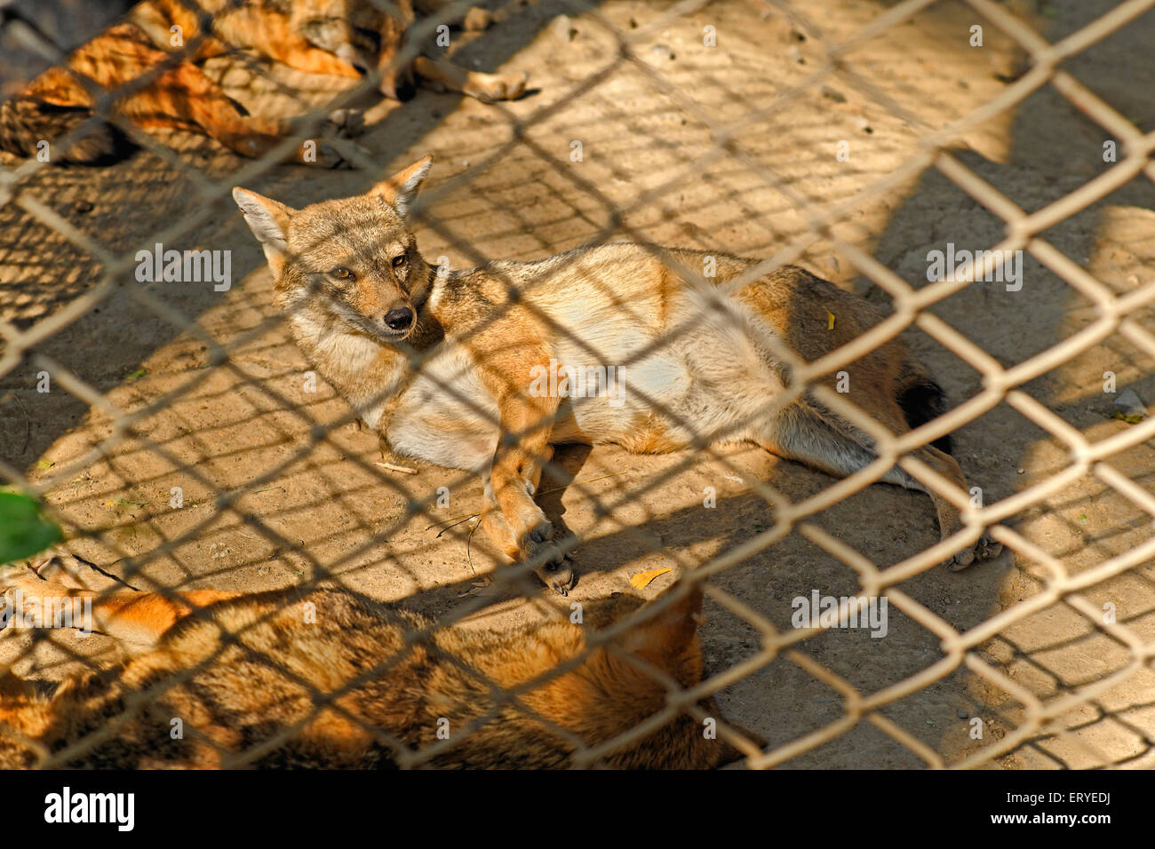 Vida salvaje ; golden chacal Canis aureus ; ; ; Junagadh Sakkarbag distrito Gujarat India ; Foto de stock