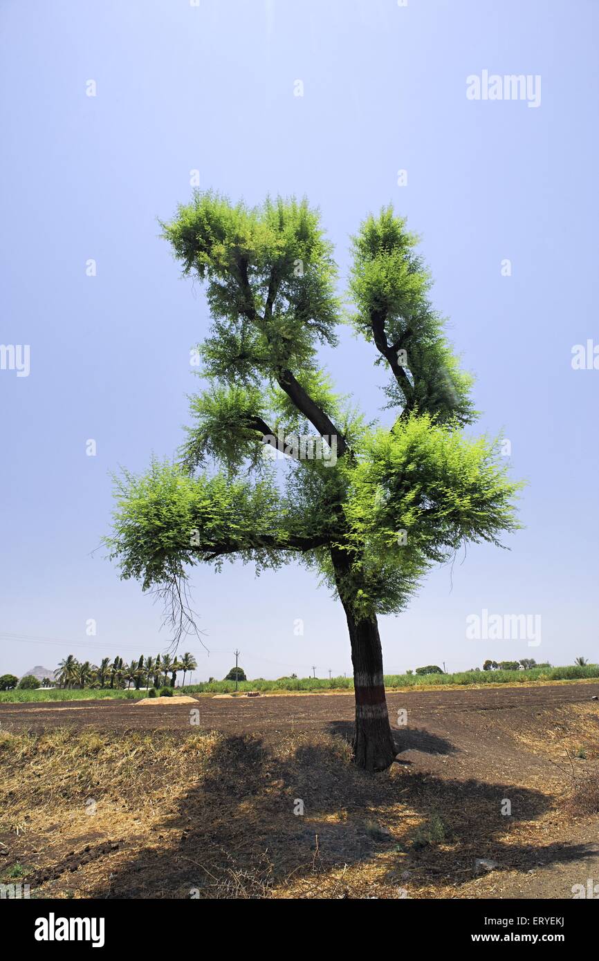 Solo árbol en el paisaje , india , asia Foto de stock