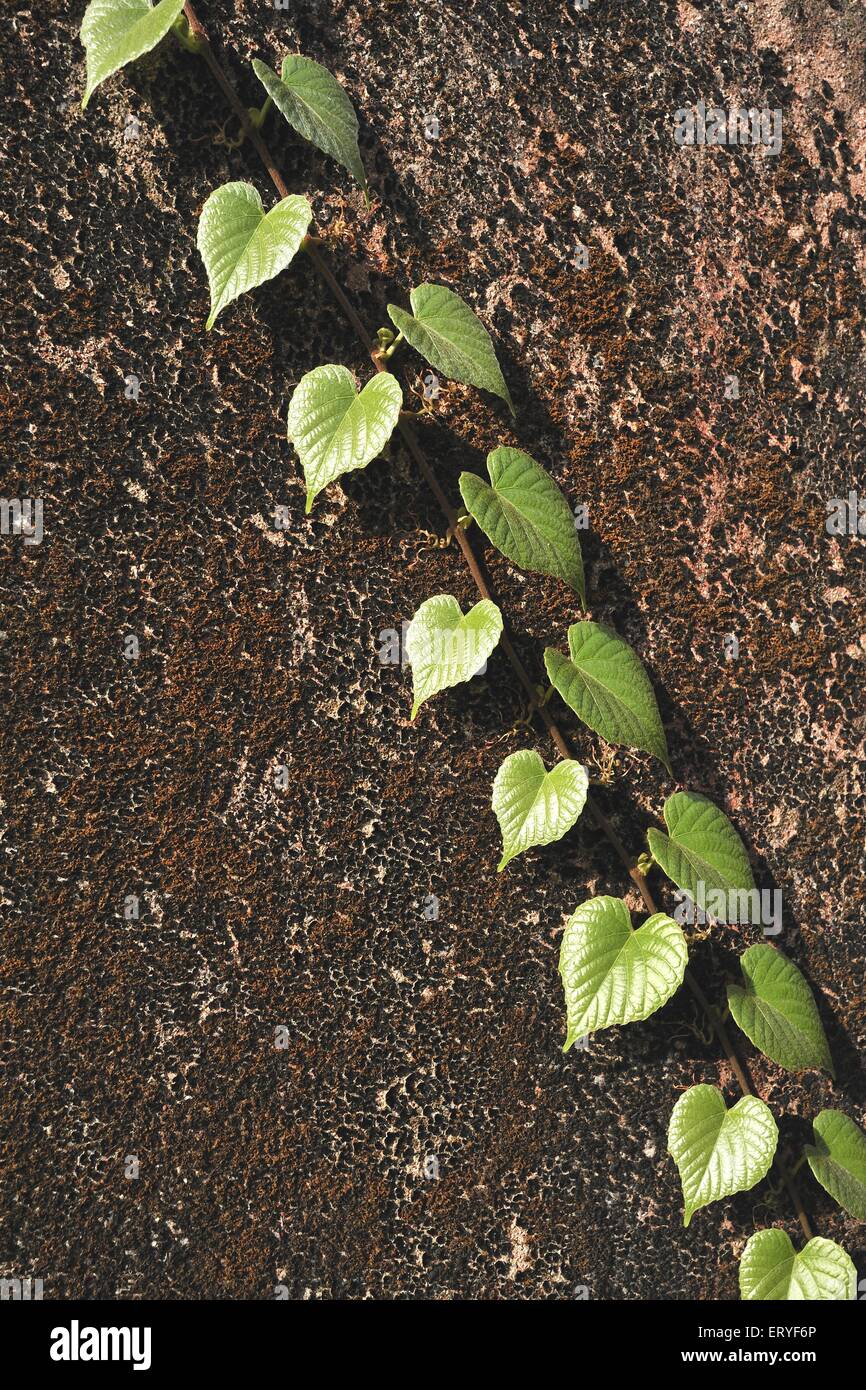 Planta verde superlenta que crece en la pared ; Foto de stock
