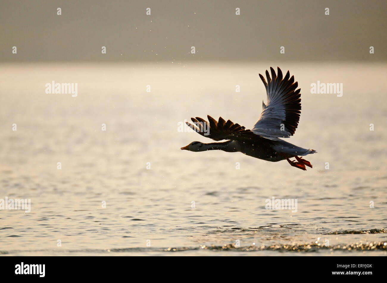 Barra con cabeza de ganso, ánser indicus, volando sobre el río, Chambal, Rajasthan, India, Asia Foto de stock