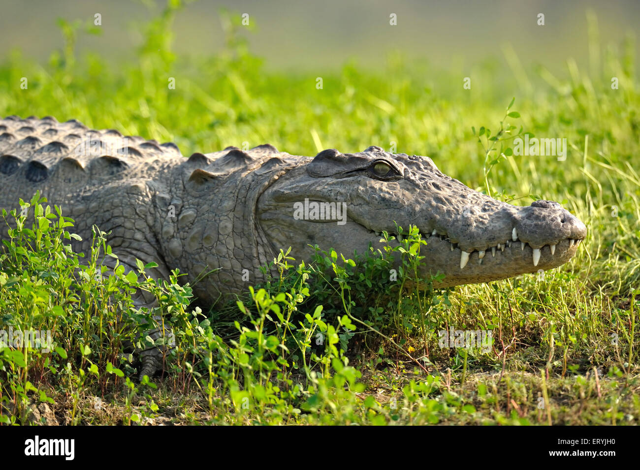 Cocodrilo de la marisma India , crocodylus palustris , rebasamiento , Chambal , Rajasthan , India , Asia Foto de stock