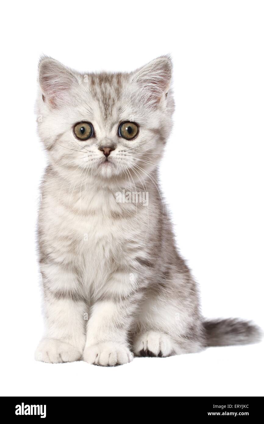 Sentado Exotic Shorthair gatito Foto de stock