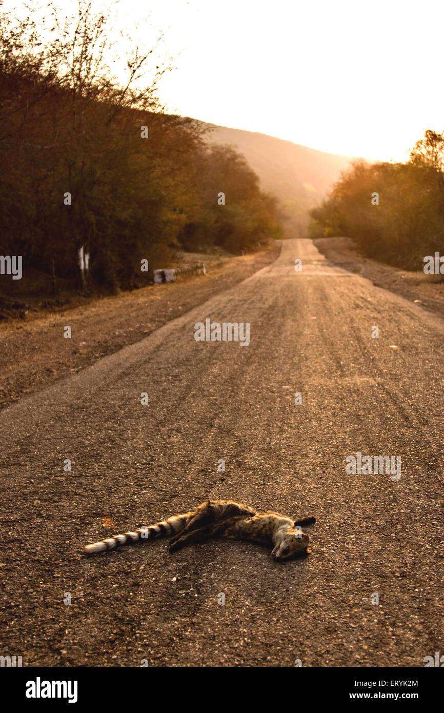 Pequeño civet indio muerto en la carretera ; Rajasthan ; India , Asia Foto de stock