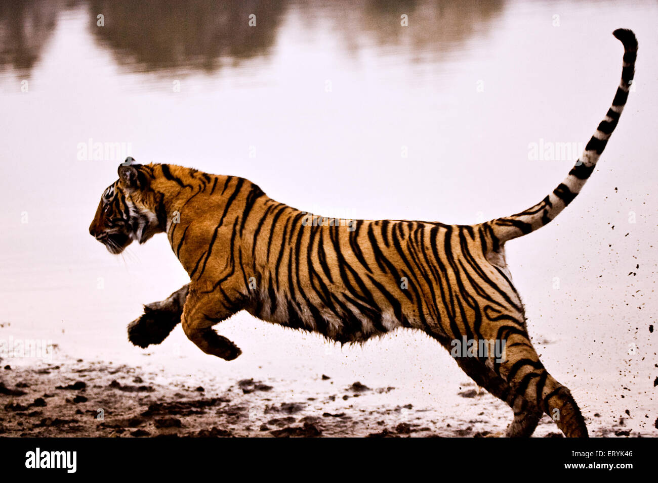 Jogo do tigre imagem de stock. Imagem de respingo, lago - 26669937