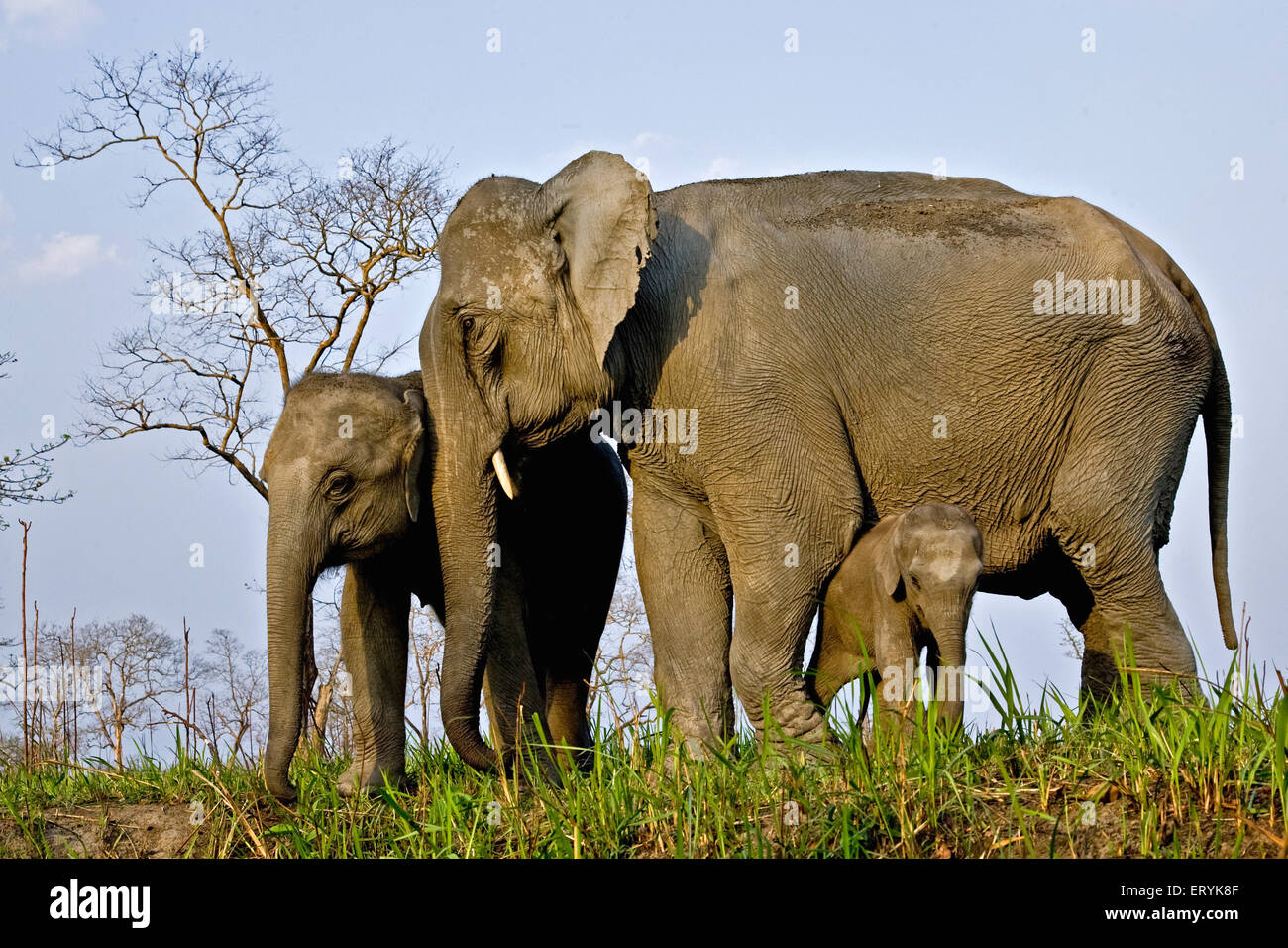 Hembras con crías de elefante Elephas maximus ; El Parque Nacional Kaziranga ; ; de Assam, India Foto de stock