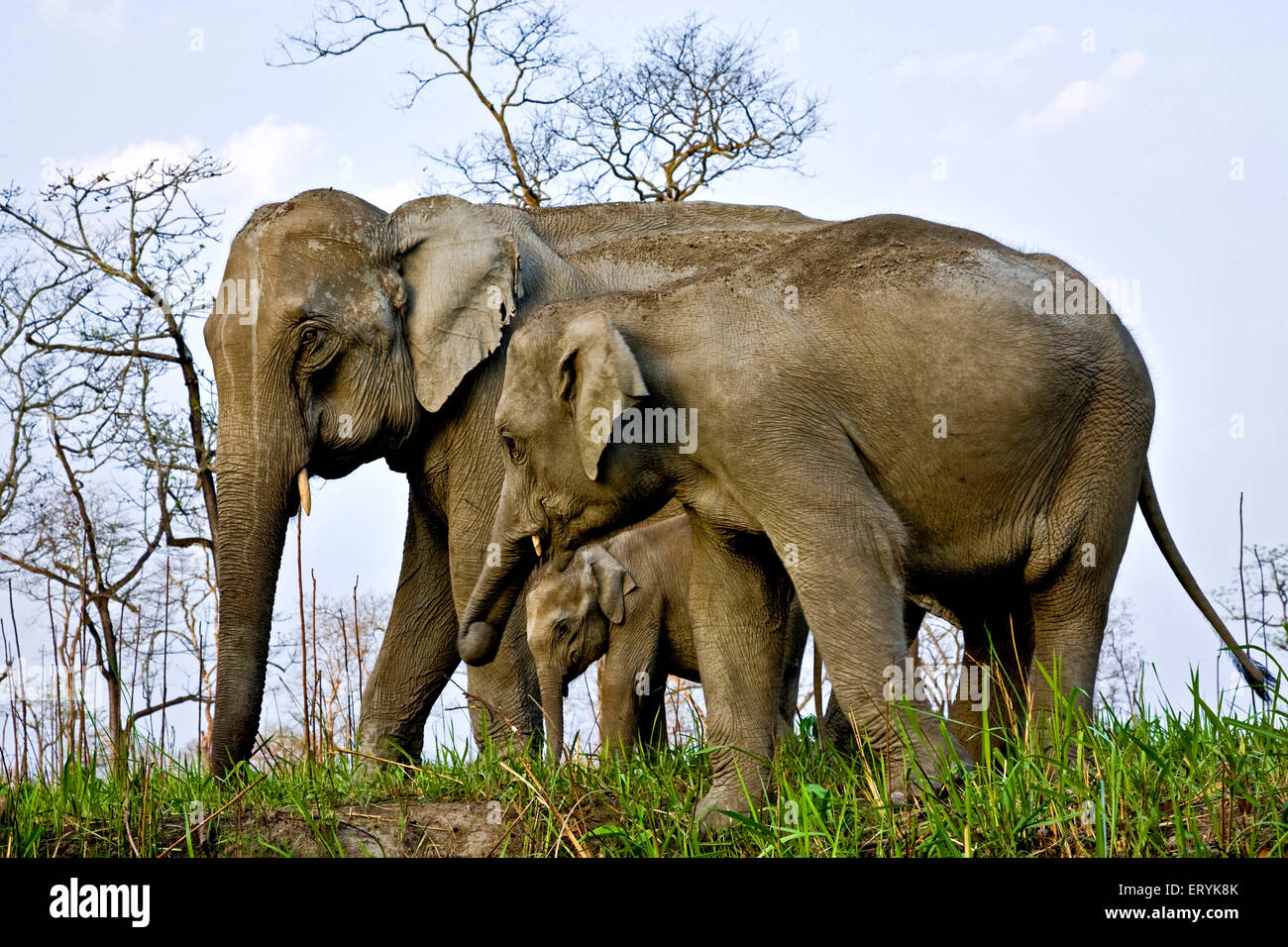 Hembras con crías de elefante Elephas maximus ; El Parque Nacional Kaziranga, Assam, India ; Foto de stock