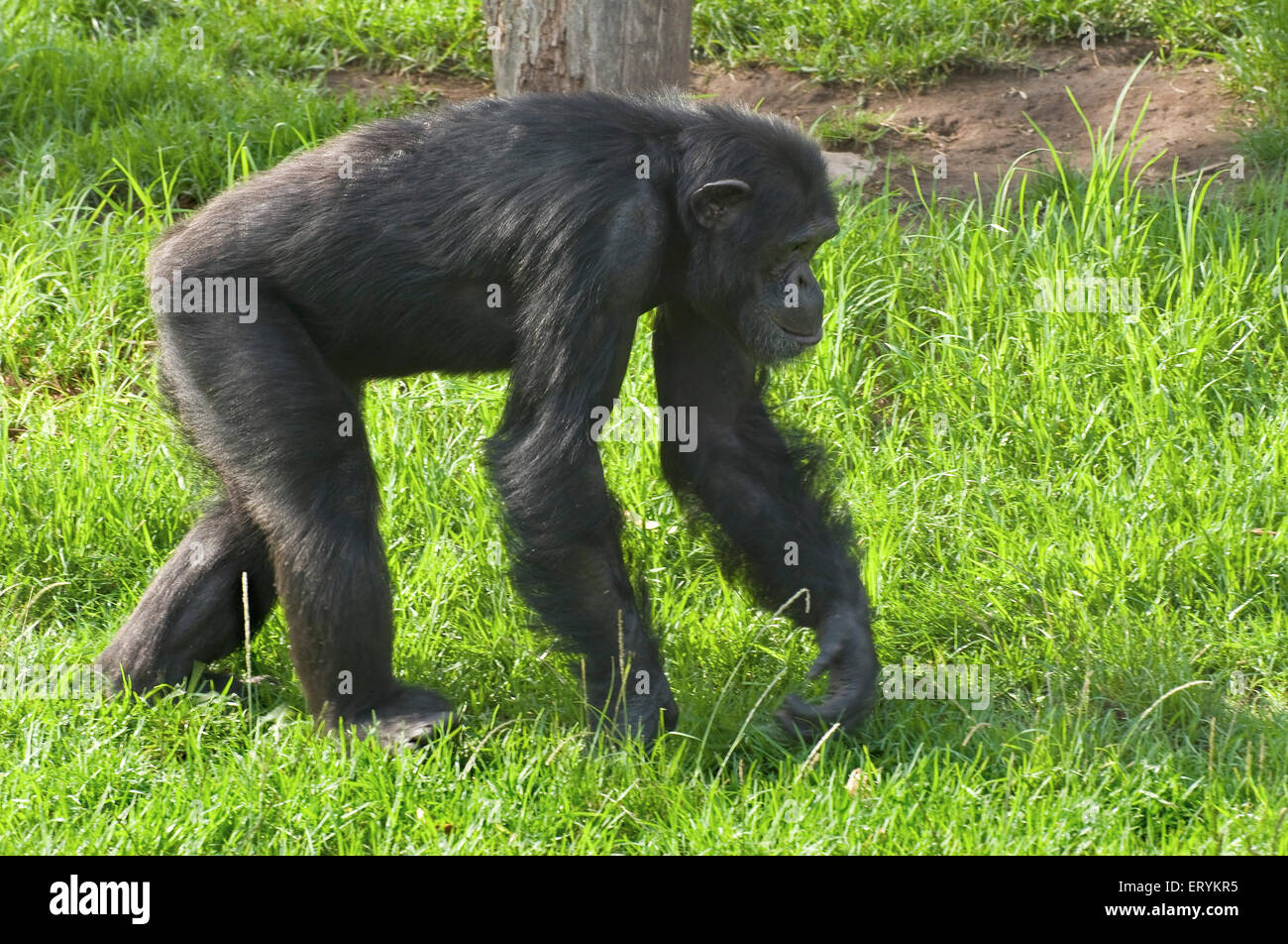 Chimpanzee , Chimp , Zoo de Taronga ; Sydney ; Nueva Gales del Sur ; Australia Foto de stock