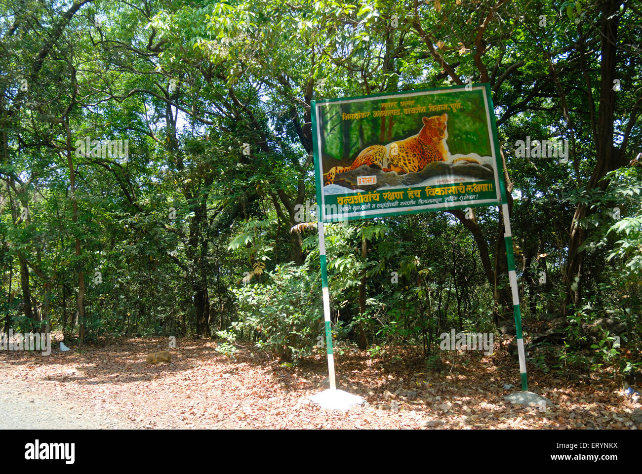 Bhimashankar Tiger letrero en el santuario de vida silvestre en el distrito de Pune, Maharashtra, India Foto de stock