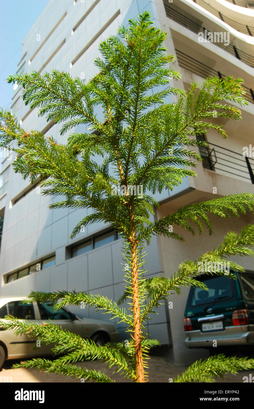 Festival de Navidad , árbol de Navidad decorado artificial en venta , Bandra , Bombay , Mumbai , Maharashtra , India , Asia Foto de stock