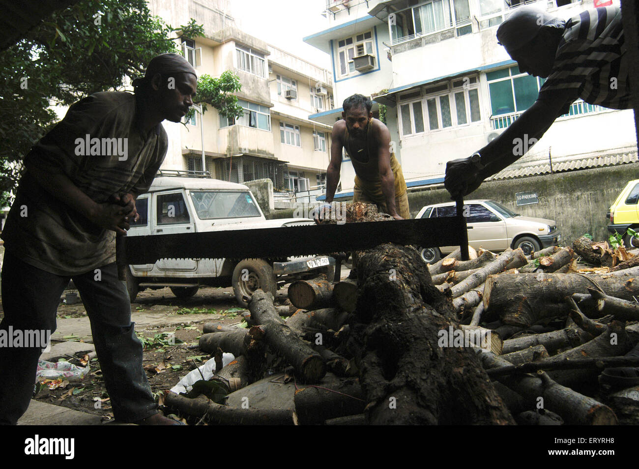 Hombres cortando árbol caído con dos hombres sierra de cruz , Bombay , Mumbai , Maharashtra , India , árbol caído indio , Asia Foto de stock