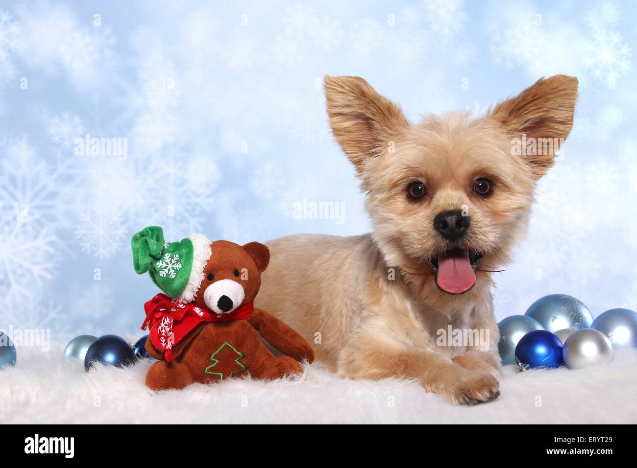 Mintiendo Shih-Tzu-Yorkshire-Terrier Foto de stock