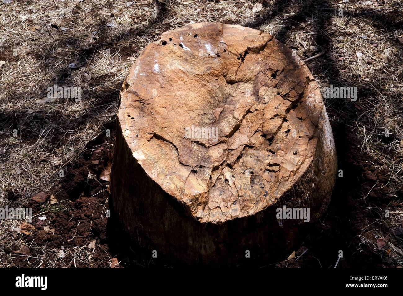 Fósil de tronco de árbol fotografías e imágenes de alta resolución - Alamy