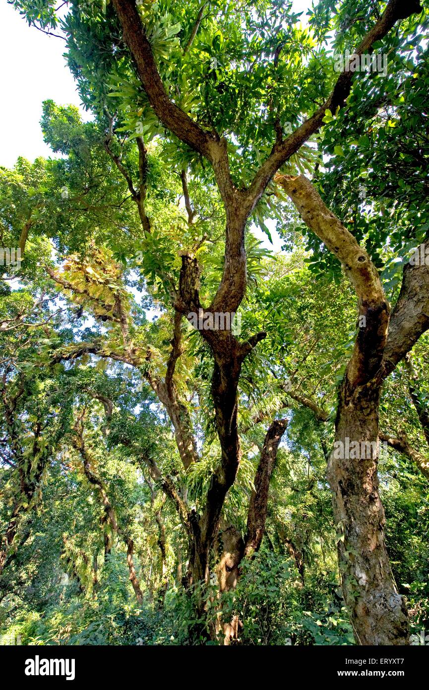 Mango con parásito, mangifera indica, Parque Natural, Calcuta, Kolkata, Bengala Occidental, India, Asia Foto de stock