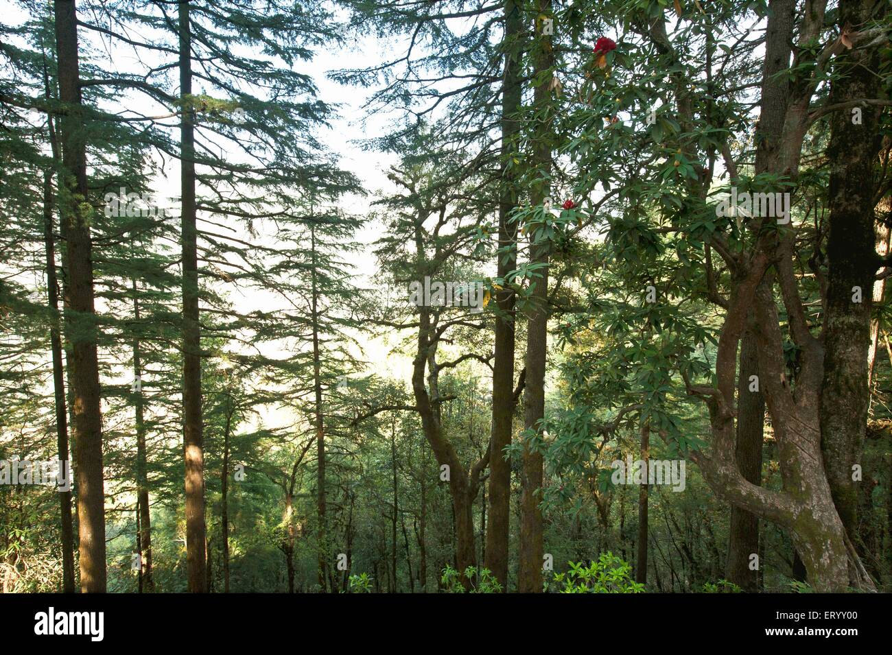 Bosque de pinos, Dhanolti, Dhanaulti, Tehri Garhwal, Uttaranchal, Uttarakhand, India, Asia Foto de stock