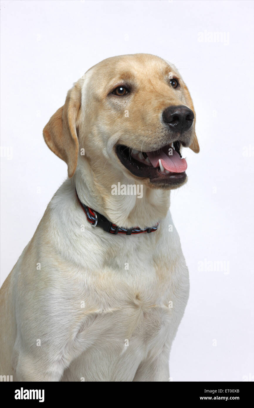 Labrador retriever macho amarillo ; Esperando ; India Foto de stock