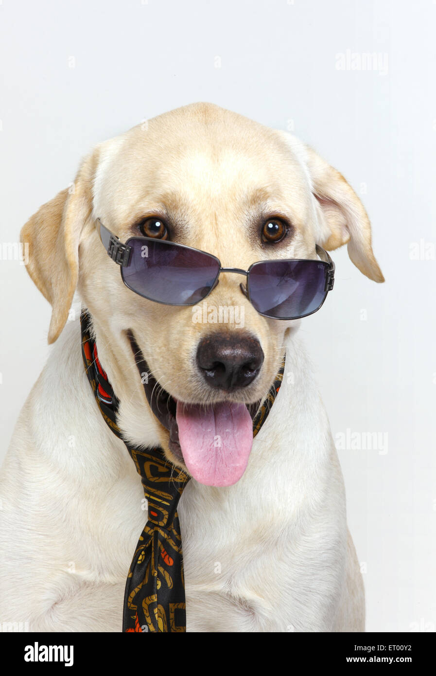 Labrador retriever macho amarillo ; amable ; India Foto de stock