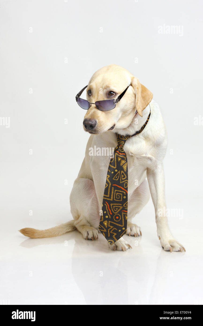 Labrador retriever macho amarillo ; ; ; La India interesante escuchar Foto de stock