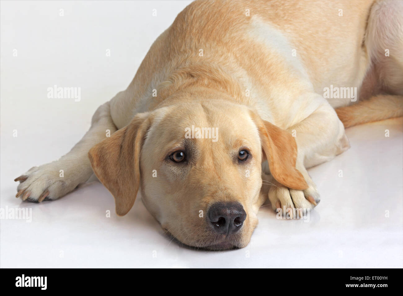Labrador retriever macho amarillo ; relajante ; India Foto de stock