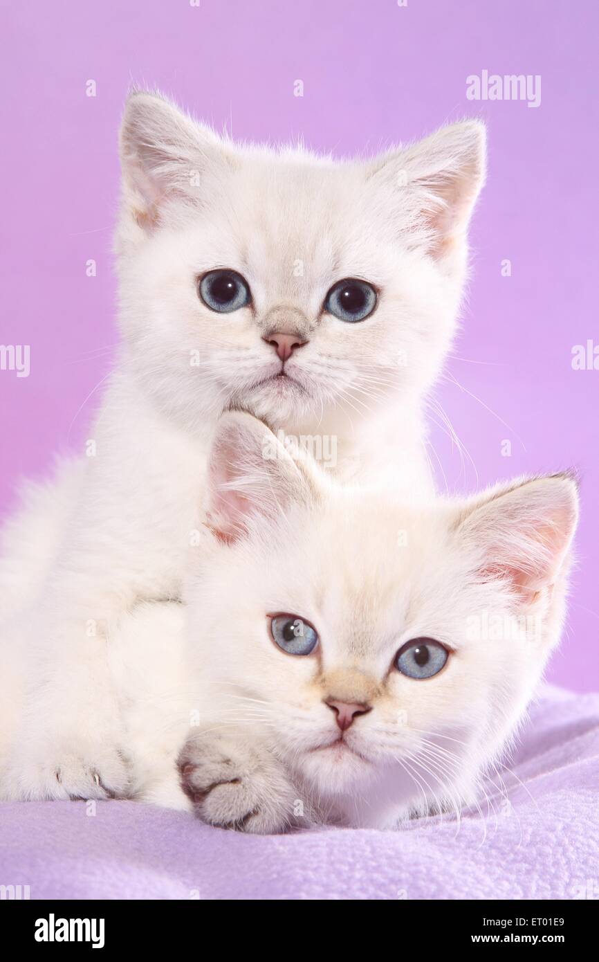 Dois Gatos Sentam No Complexo De Jogos Domésticos Foto de Stock - Imagem de  amarelo, branco: 198776542