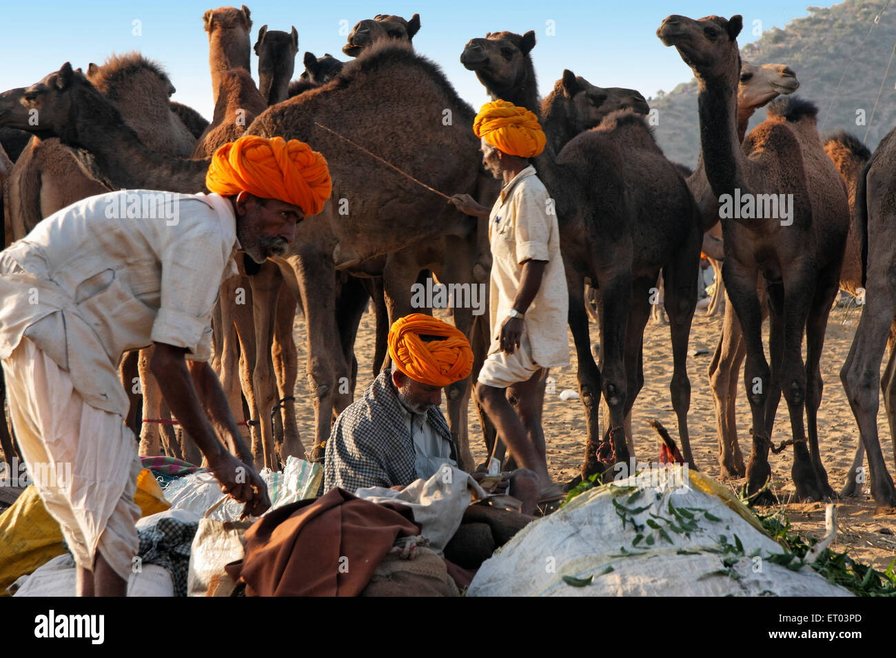 Pushkar Mela ; ; Rajasthan India Foto de stock