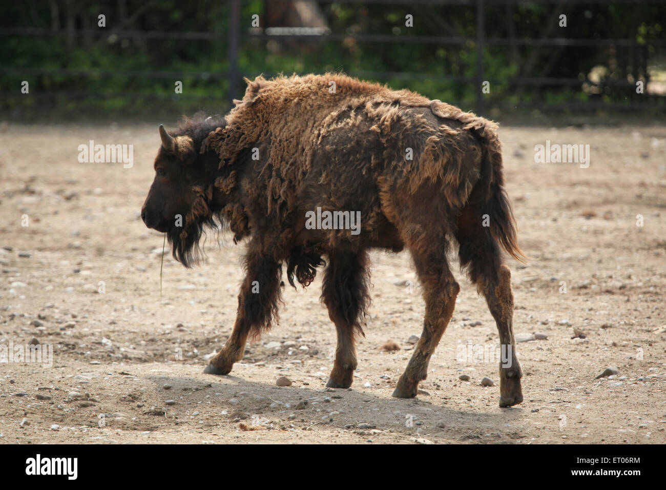 American el bisonte (Bison bison), también conocido como American Buffalo en el parque zoológico de Praga, República Checa. Foto de stock