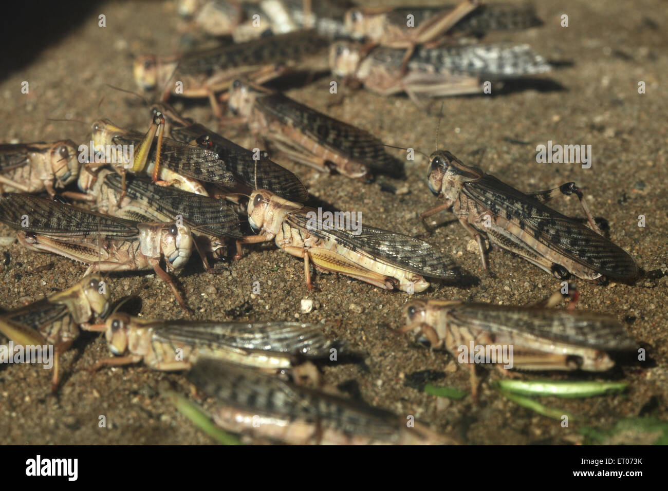 La langosta del desierto (Schistocerca gregaria) en el parque zoológico de Praga, República Checa. Foto de stock