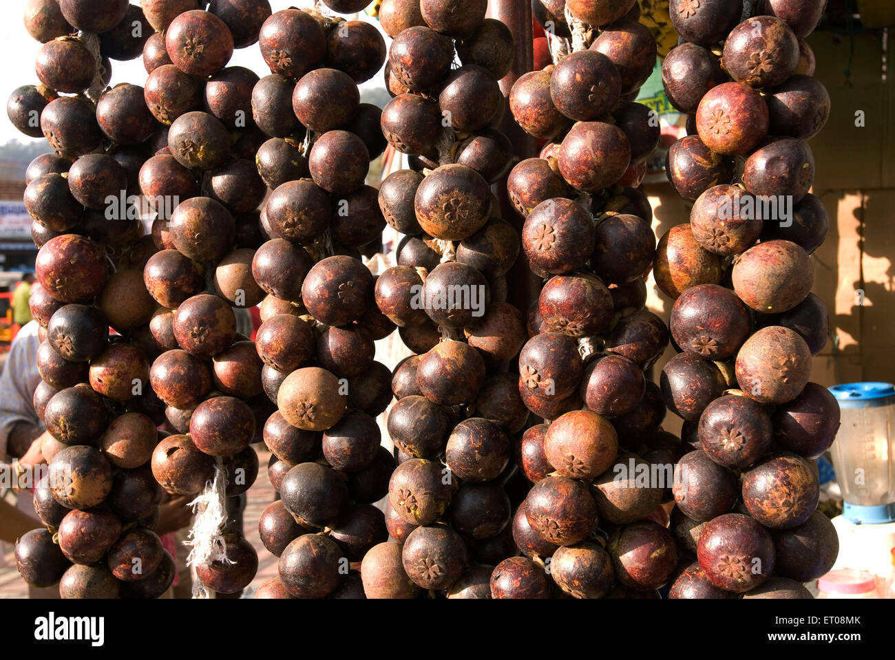 Mangustan fruta se cultiva principalmente en las Nilgiris ; ; de Tamil Nadu, India Foto de stock