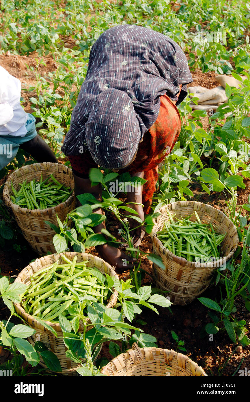 Canastas de frijoles fotografías e imágenes de alta resolución Alamy