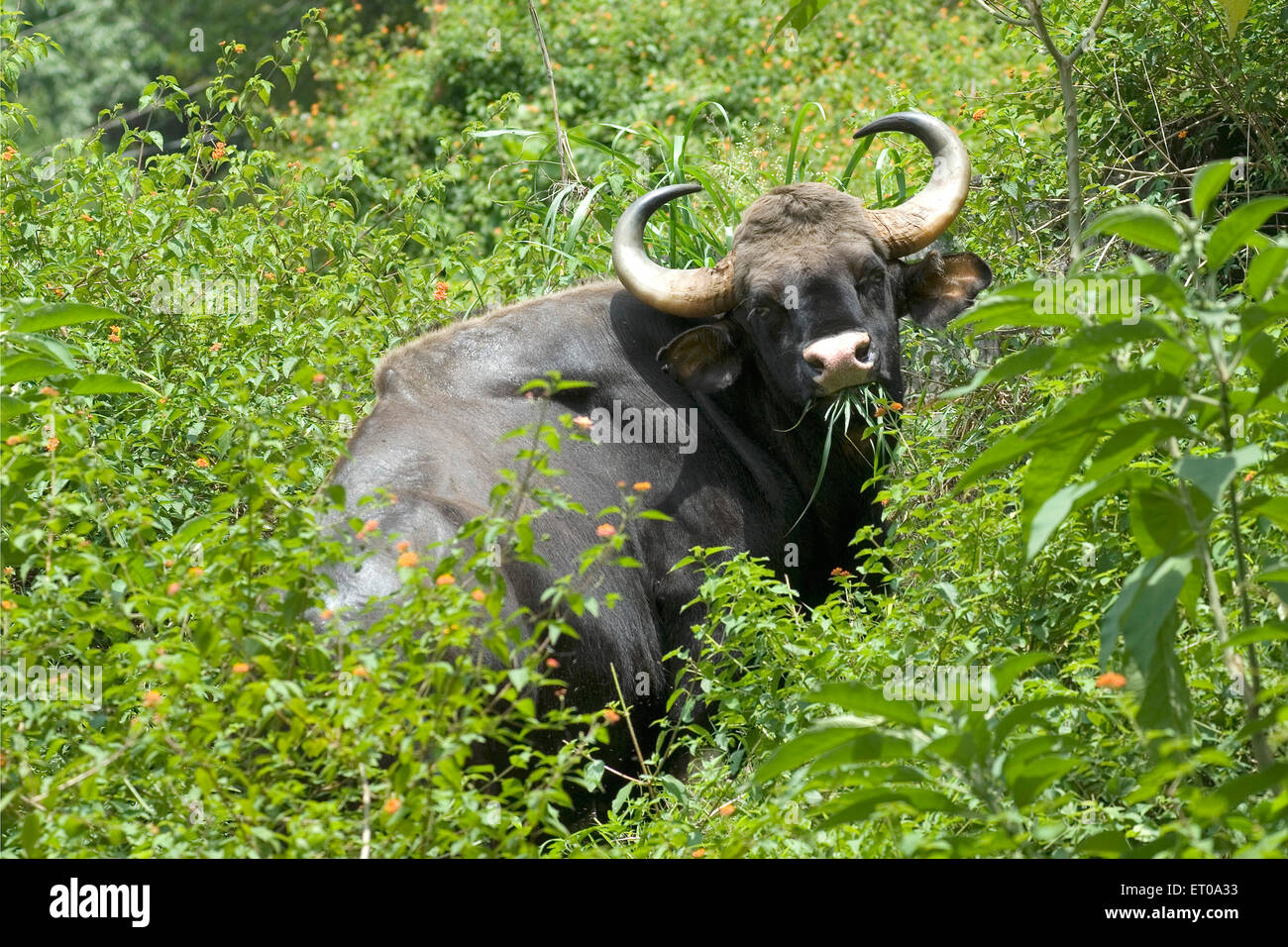 Gaur , Bison Indio , Bos Gaurus , Singara , Mudumalai , Parque Nacional , Santuario de vida Silvestre , colinas Nilgiri , Montañas Azules , Tamil Nadu , India Foto de stock