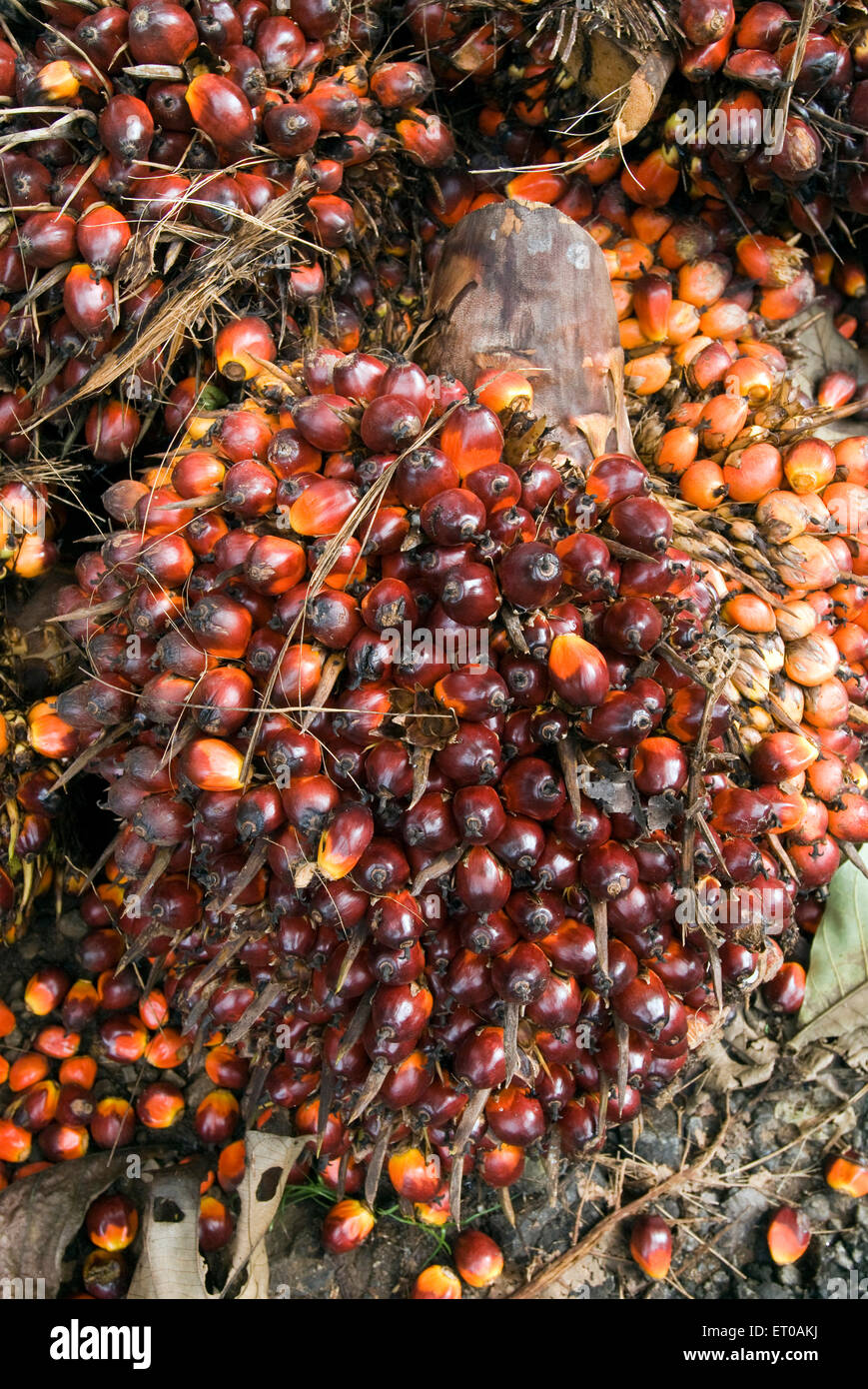 Frutos de palma aceitera, Elaeis guineensis, familia de palmeras, Arecaceae, Kerala, India, Asia Foto de stock