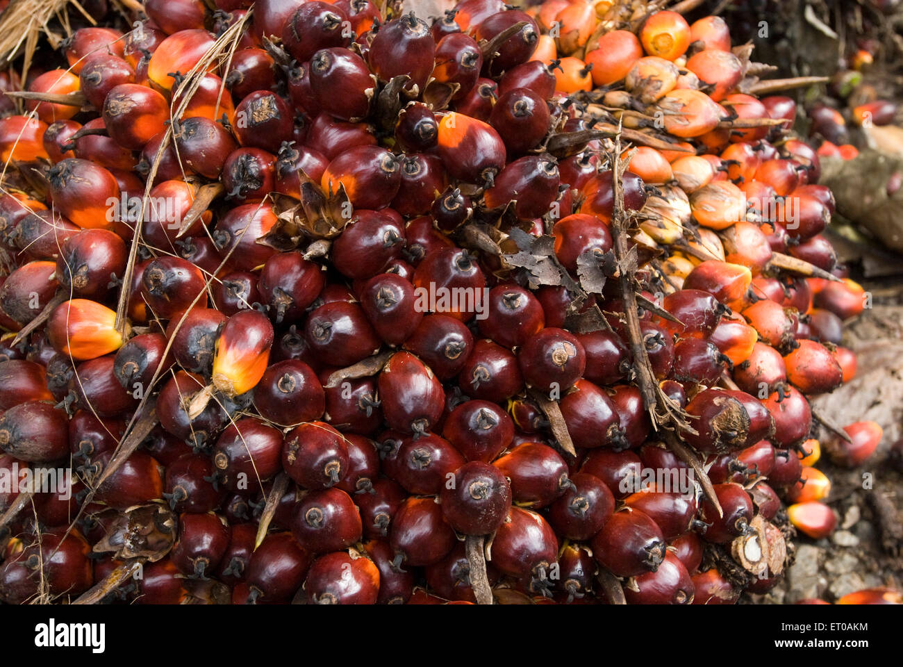 Frutos de palma aceitera, Elaeis guineensis, familia de palmeras, Arecaceae, Kerala, India, Asia Foto de stock