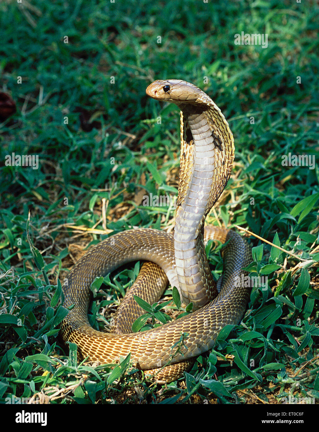 Serpiente cobra, cobra india, naag, serpiente venenosa, naja naja ; Tamil Nadu; India, Asia Foto de stock
