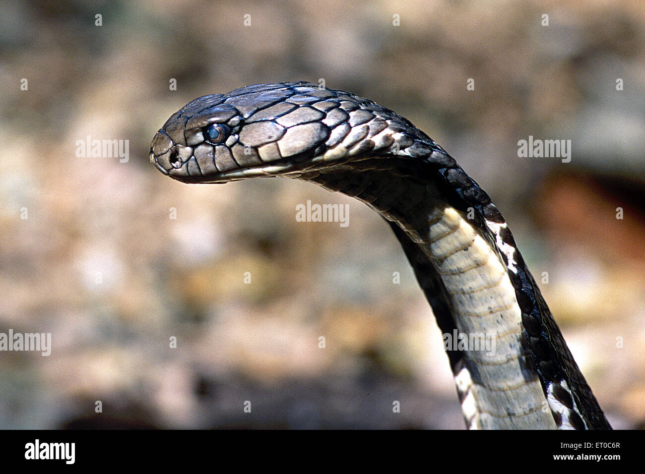 Rey cobra, ophiophagus hannah, la serpiente venenosa más larga, Karnataka ; India, asia Foto de stock