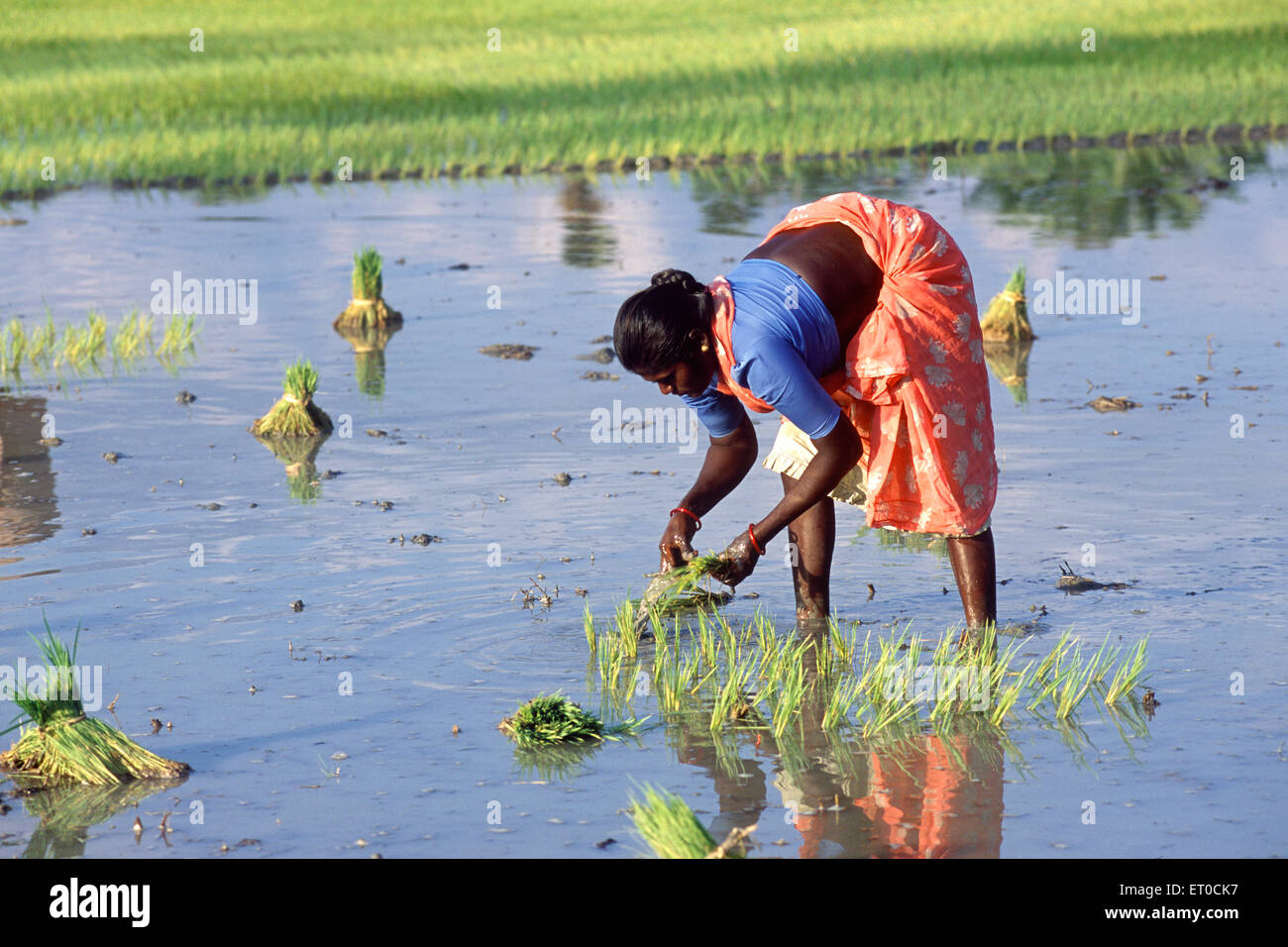 El trasplante del sapling del arroz, cultivando del arroz, plantando del arroz, Tamil Nadu, India, Asia Foto de stock