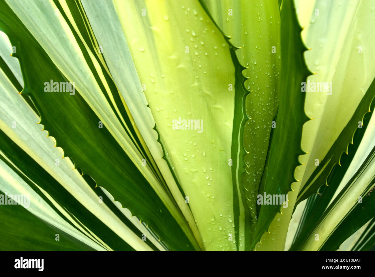 Agave planta suculenta, hojas verdes, Coimbatore, Tamil Nadu, India, Asia Foto de stock