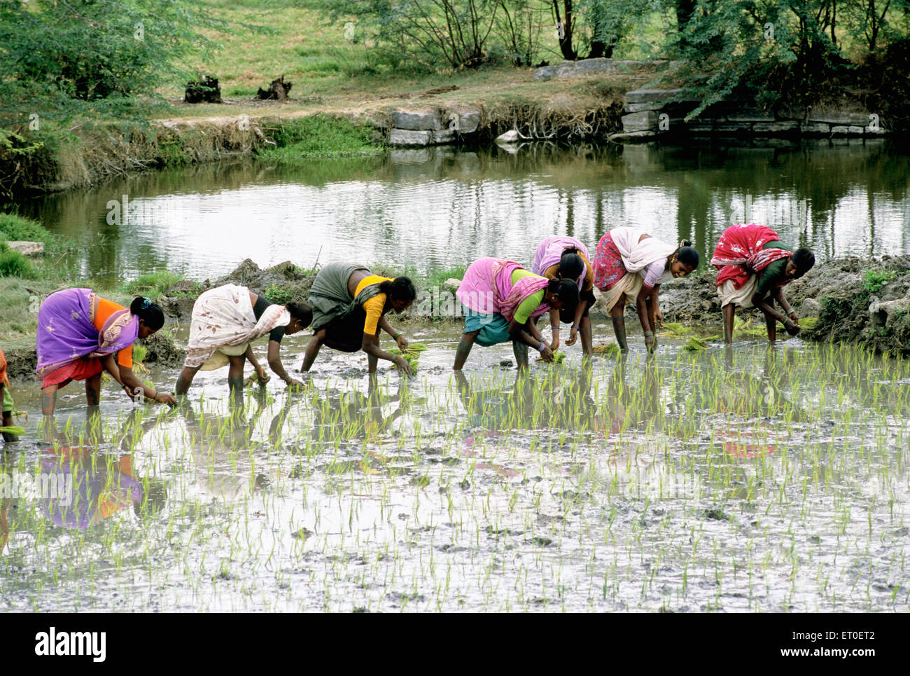 Trasplante de arroz, Sathyamangalam, Erode, Coimbatore, Tamil Nadu, India, Asia Foto de stock