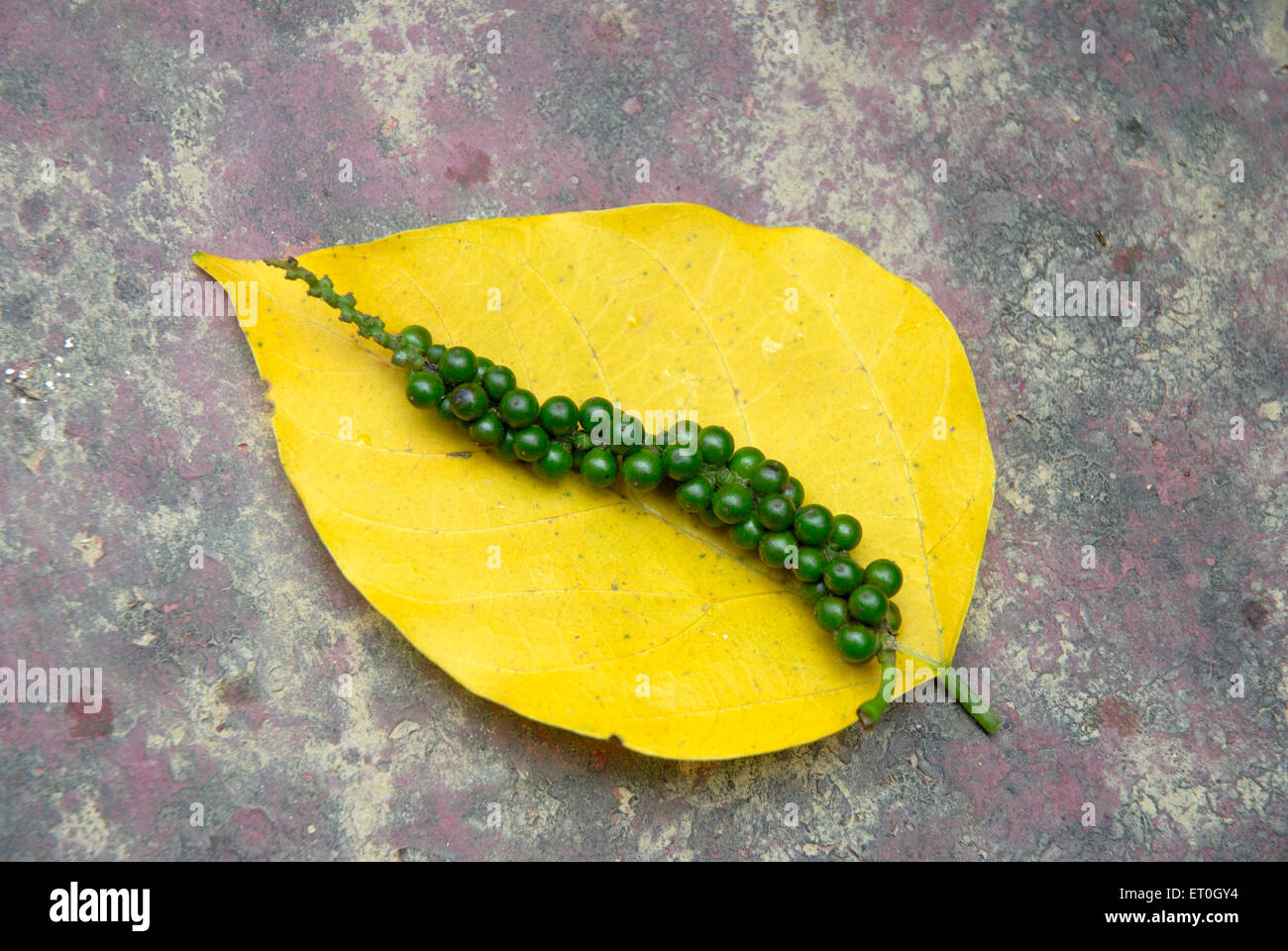 Planta de pimienta negra sobre hoja amarilla , Kushalnagar , Mudbidri , Moodbidri , Coorg , Karnataka , India , Asia Foto de stock