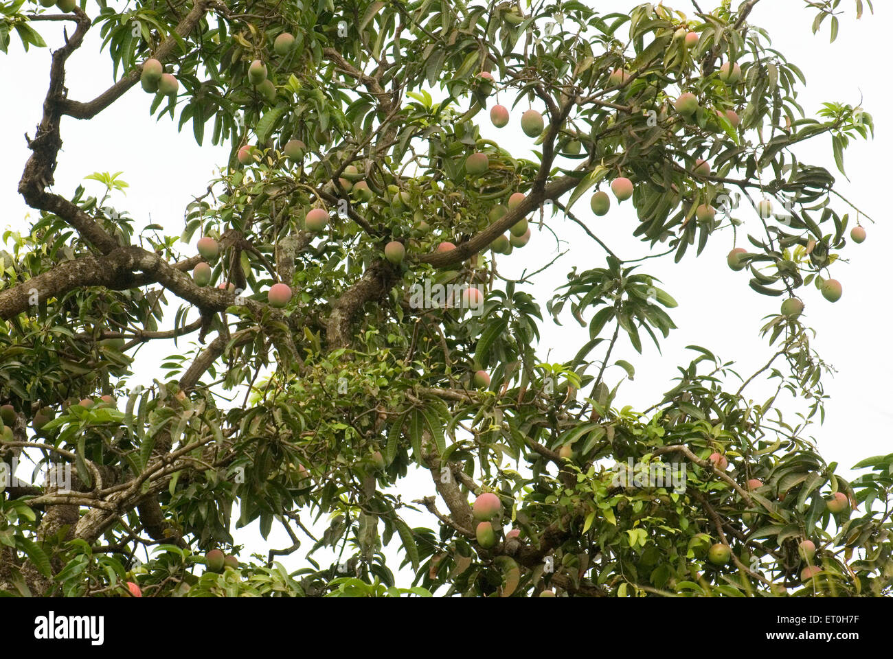 Árbol de mango en Mapusa ; Goa ; India Foto de stock