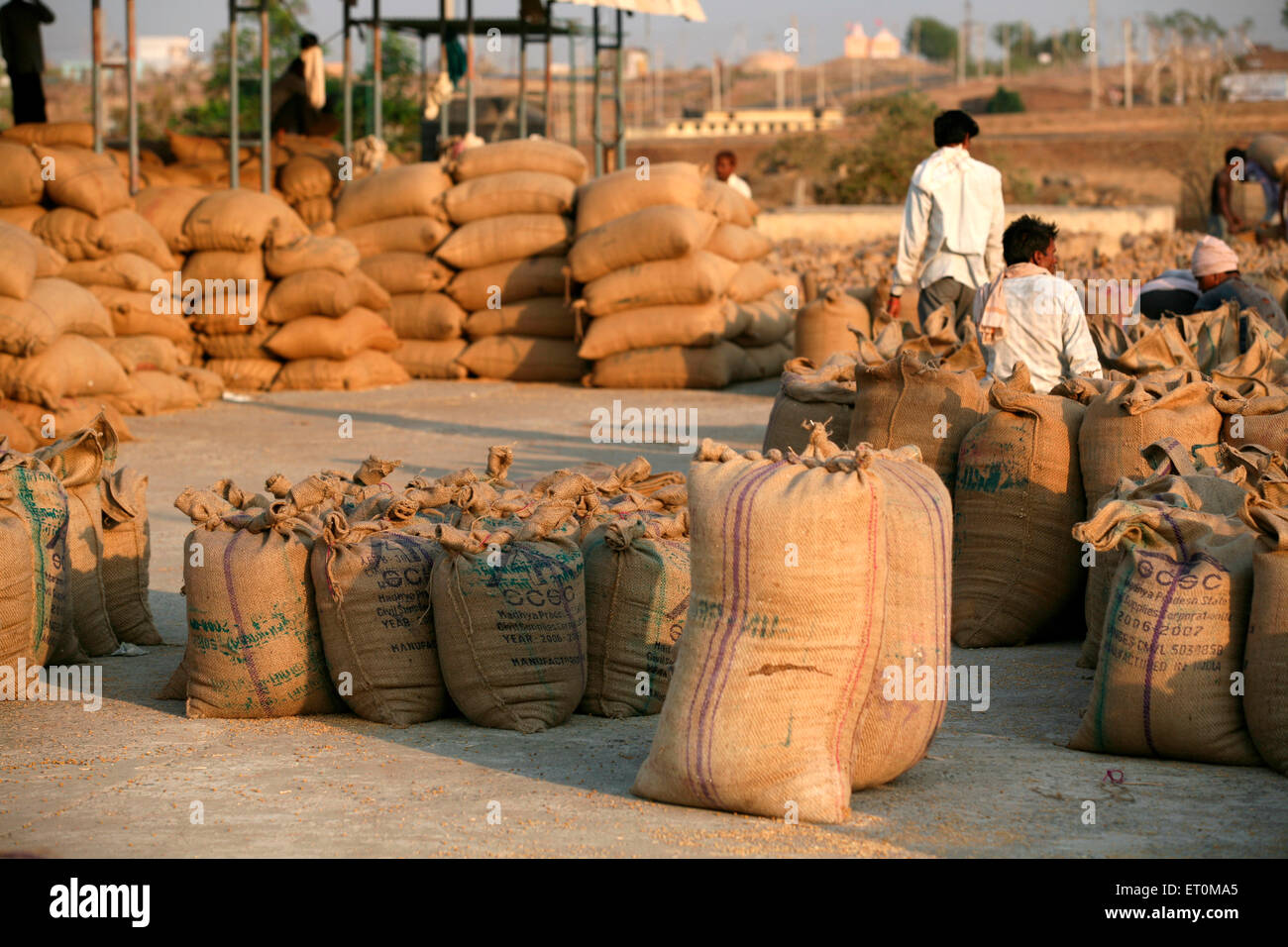 Pilas de sacos de yute compuesta de cereales alimentarios alineadas en Harsud Mandi ; alimentos mercado de granos en Bhopal, Madhya Pradesh, India ; Foto de stock