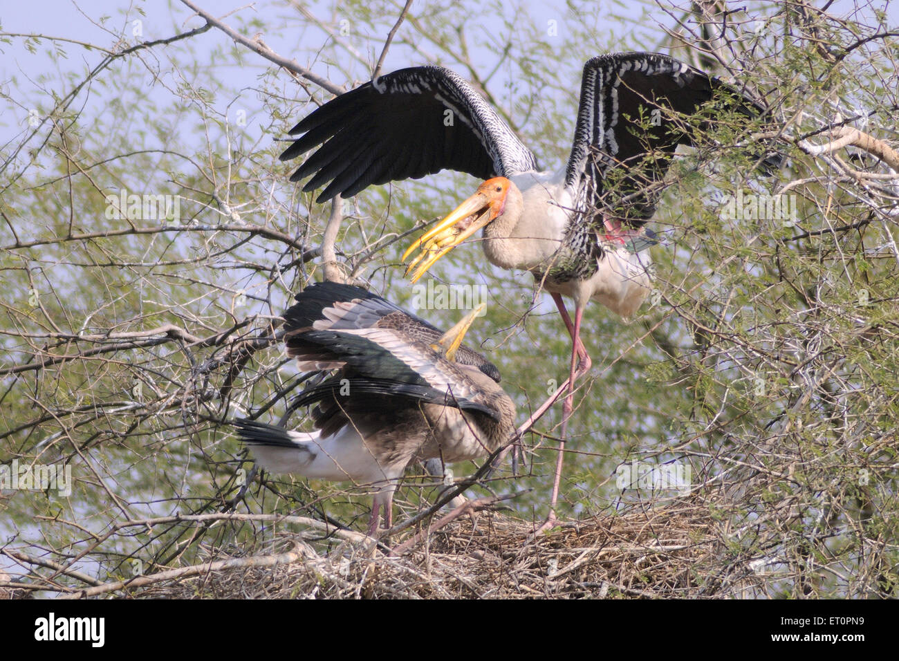 Pájaros pintados ; stork mycteria leucocephala alimentando pollito ; ; ; Bharatpur Rajasthan India Foto de stock