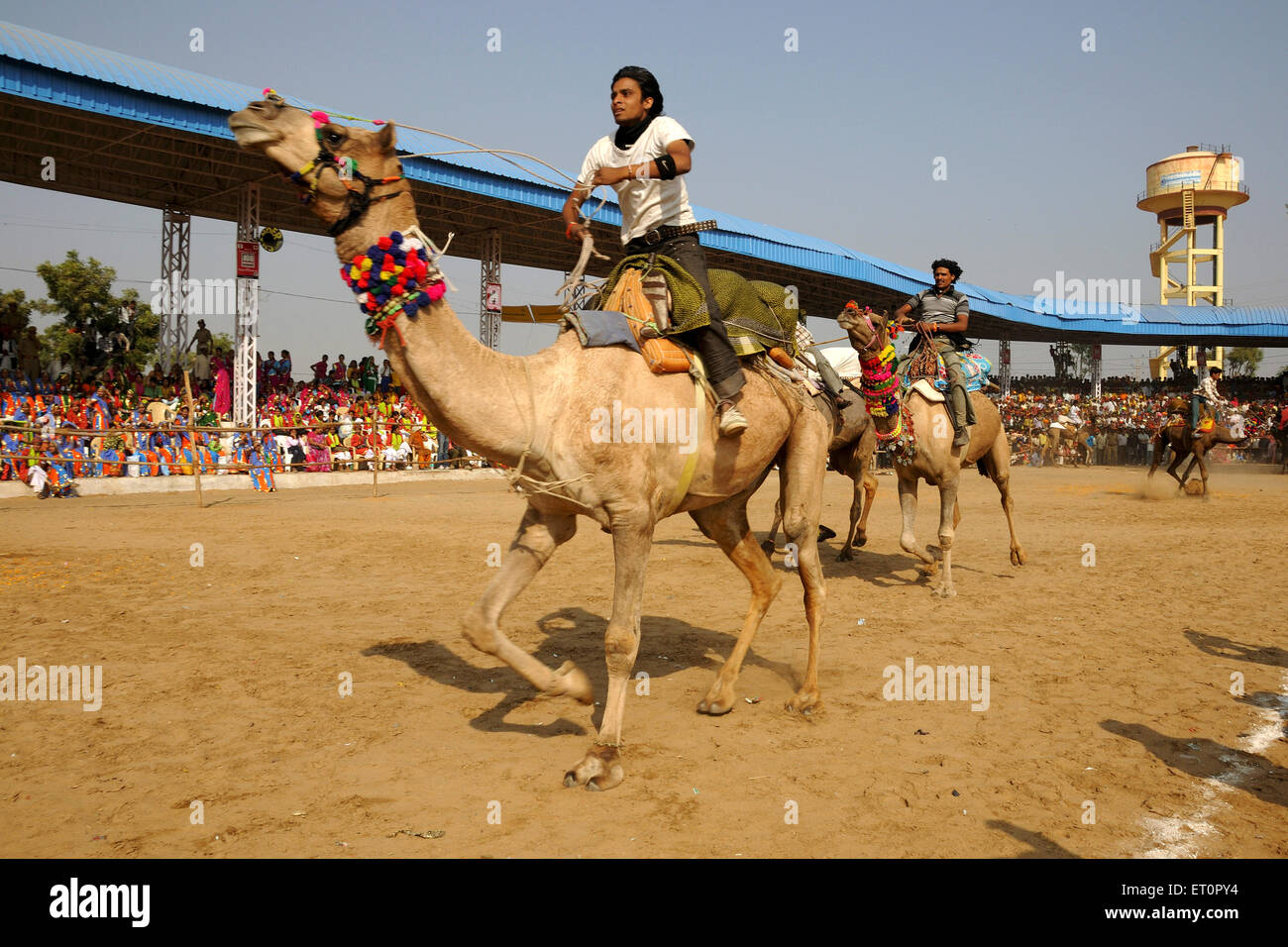 Las carreras de camellos en Pushkar fair ; ; Rajasthan India No, señor Foto de stock