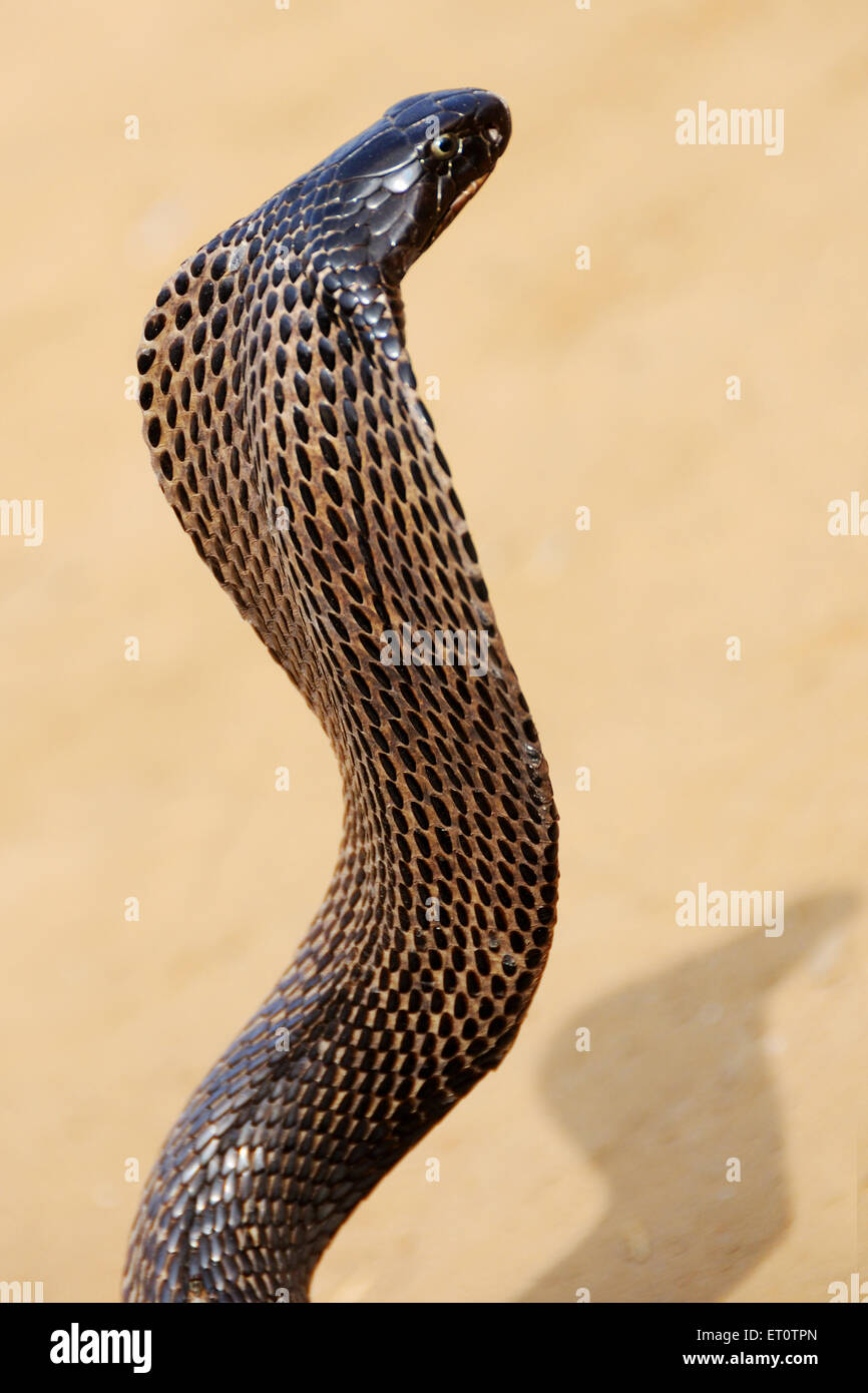 La serpiente cobra en posición agresiva ; ; Rajasthan India Foto de stock