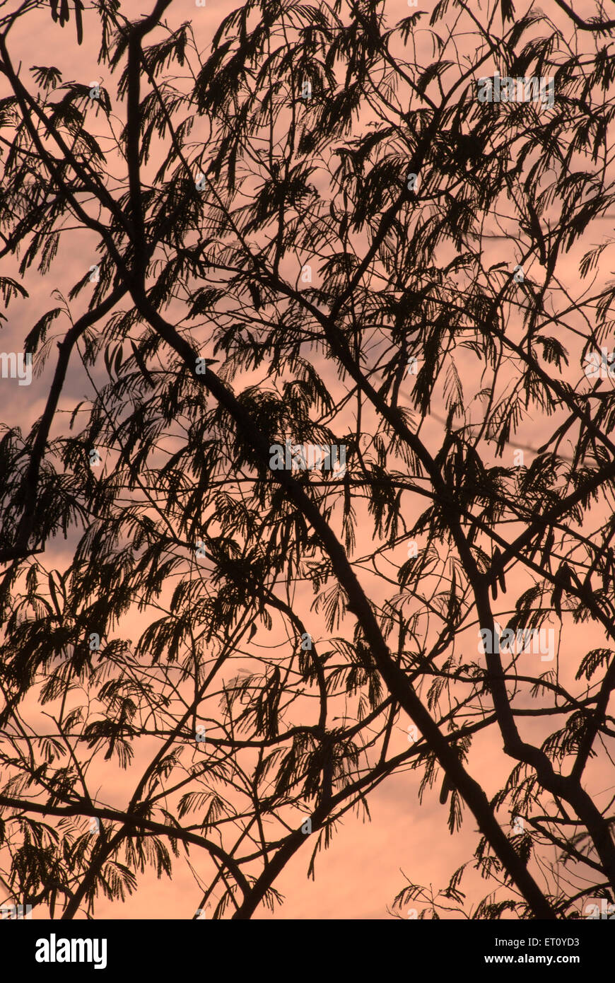 Colorido atardecer nublado por tupidos árboles Parvati ; ; ; ; Maharashtra India Pune Foto de stock