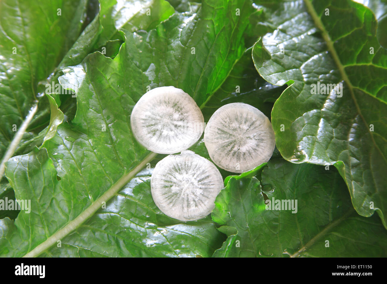 Las verduras ; rodajas redondas de muli rábano raphanus sativa de hojas Foto de stock