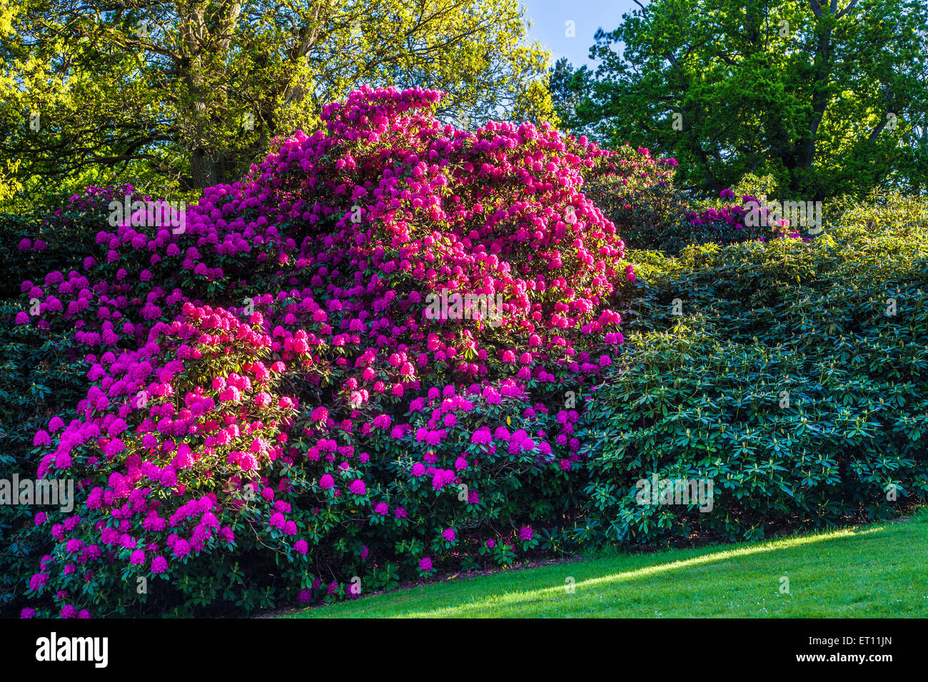 Rododendros en el Bowood Estate en Wiltshire. Foto de stock